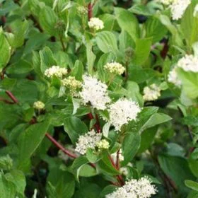 Bailey's Redtwig Dogwood